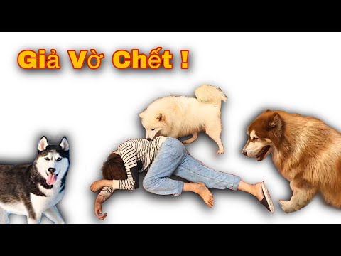 Video: Tốt nhất 10 dây xích cho Shorkies