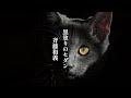 黒塗りのセダン/斉藤和義 弾き語りcover by尾崎丸せ⃝つ子