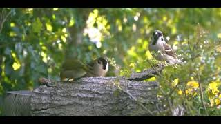 Kuş Sesleri, Su Sesi, Doğa, Manzara, Huzur, Terapi