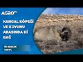 Kangal Köpeği ve Koyunu Arasında ki Bağ / Anadolu Aslanları - Agro TV