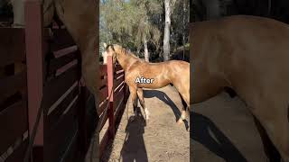 He’s growing up too fast 🥹 #stallion #warmblood #horse