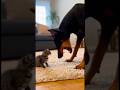 When a Tiny Kitten Faces a Furious Doberman… 🐶🐱 怒るドーベルマンと震える子猫…そのあとがヤバい