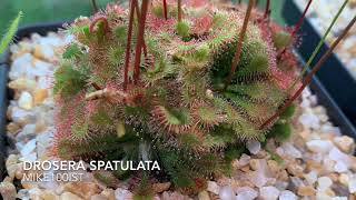 Drosera Spatulata Carnivorous Plant time-lapse feeding