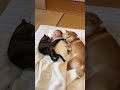 ﾈｯｺ「…（ﾌﾞﾎﾞｯ」ｲｯﾇ「ﾌｧｯ!?もうやめーや…」　#shorts