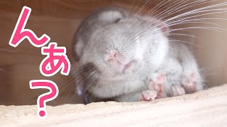 お昼寝中のチンチラを裏からこっそり覗いてみたら、めちゃくちゃ可愛かった！！