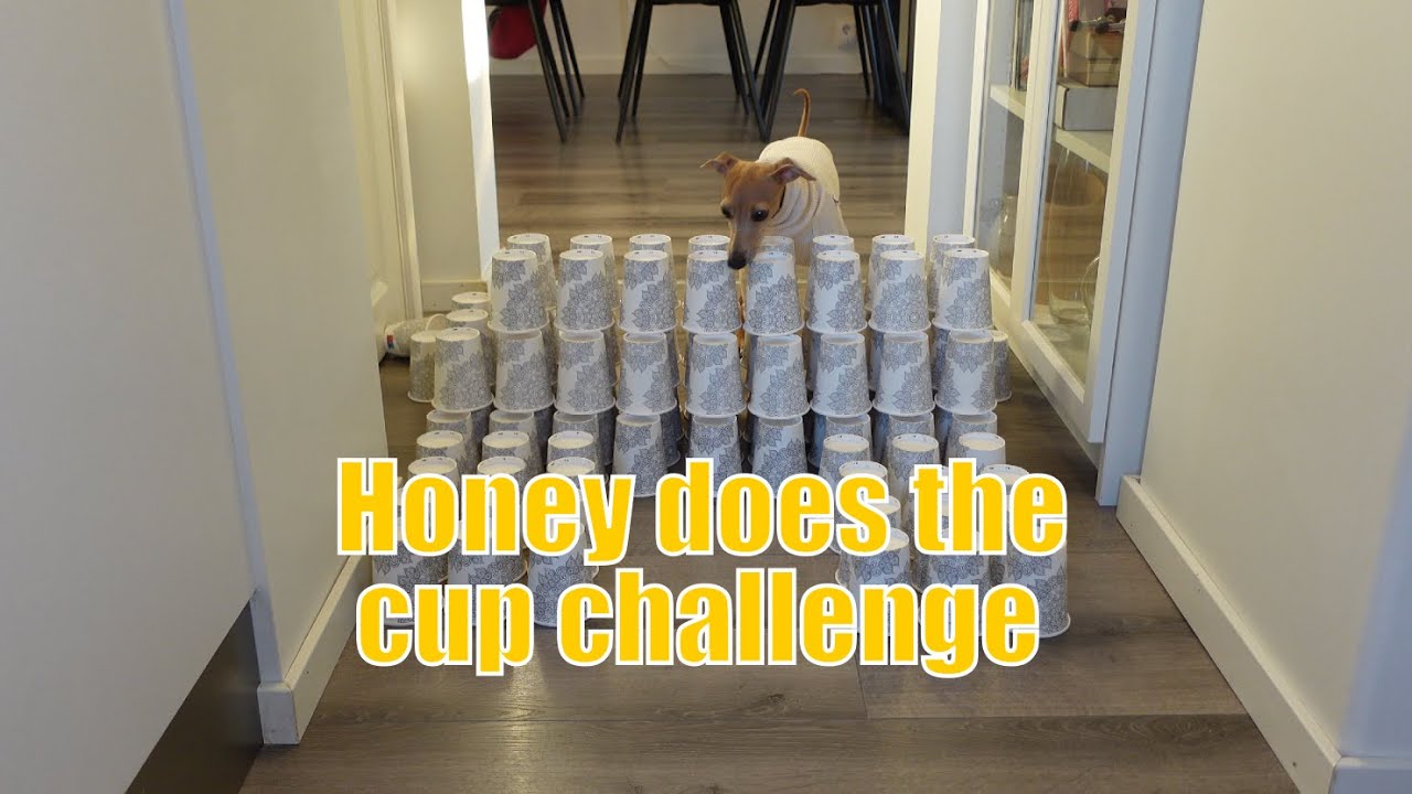 My dog high jumps for the cup obstacle challenge.