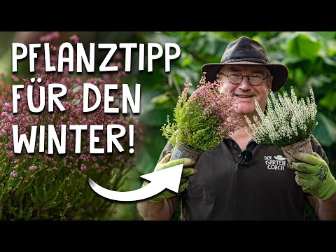 Video: Wie pflanzt man Heidekraut?