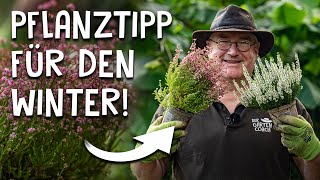 Für was ist Heidekraut gut?
