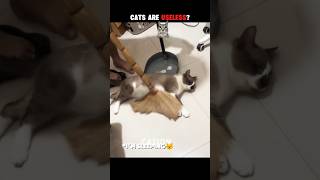 Cats Are Useless?💀 #shorts #cats
