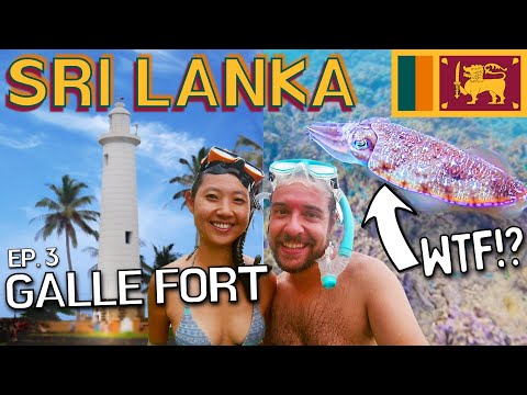 Vídeo: Jungle Beach a Sri Lanka: com fer snorkel allà
