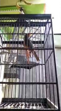 Jalak lawu / jalak gading gacor dorr