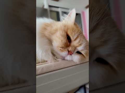 스핑크스 자세 고양이 #스핑크스 #Sphynx #cat #고양이