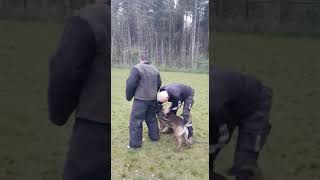 KNPV - bite work