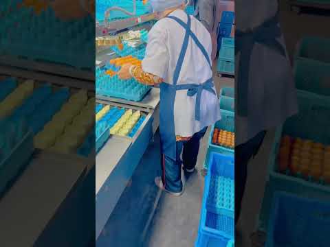 卵や奮闘中　信州伊那谷は冬でも最高！