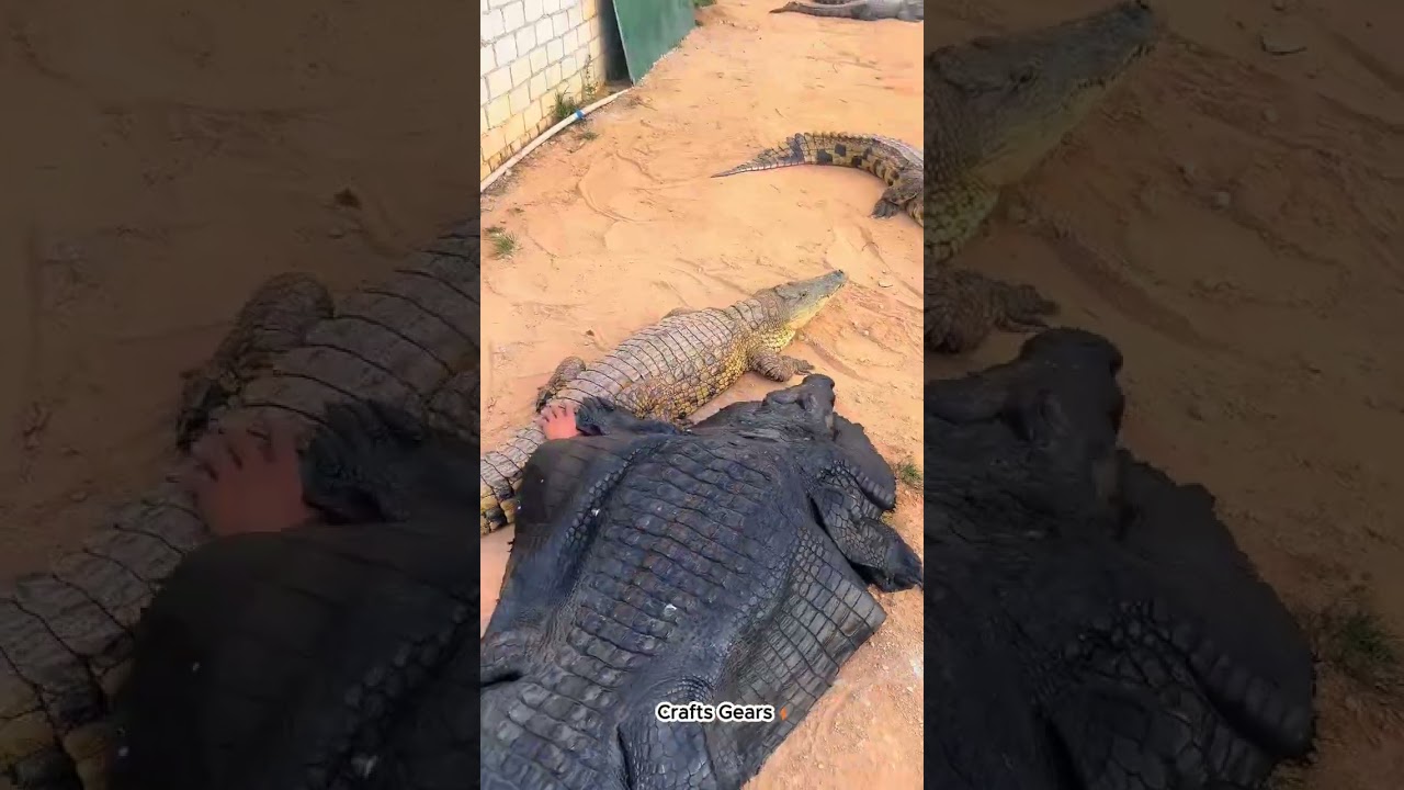 Camouflage to get close to crocodiles - the growing process