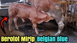 Melihat Perkembangan Pedet Simental Berotot,Yg Mirip Sapi Belgian Blue