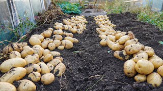 Growing Potatoes from Seeds till Harvest 2023 | Lots of Big Tubers