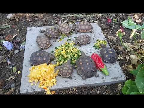 Is Zucchini Good For Tortoises