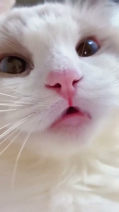 biraler video#love #tiktok
