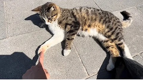 Watch the video about Feeding street cats youtube，hungry street cat looking for food，Incredibly beautiful Cats