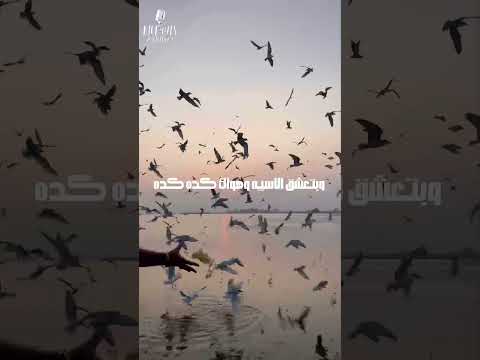 كده كده اسيا البومات اكسبلور الشعرالشعبي تصميمي