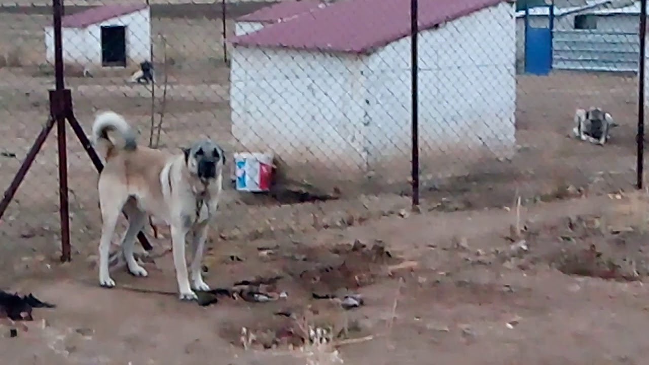 Iran Kangal 0554 745 52 53 Iran