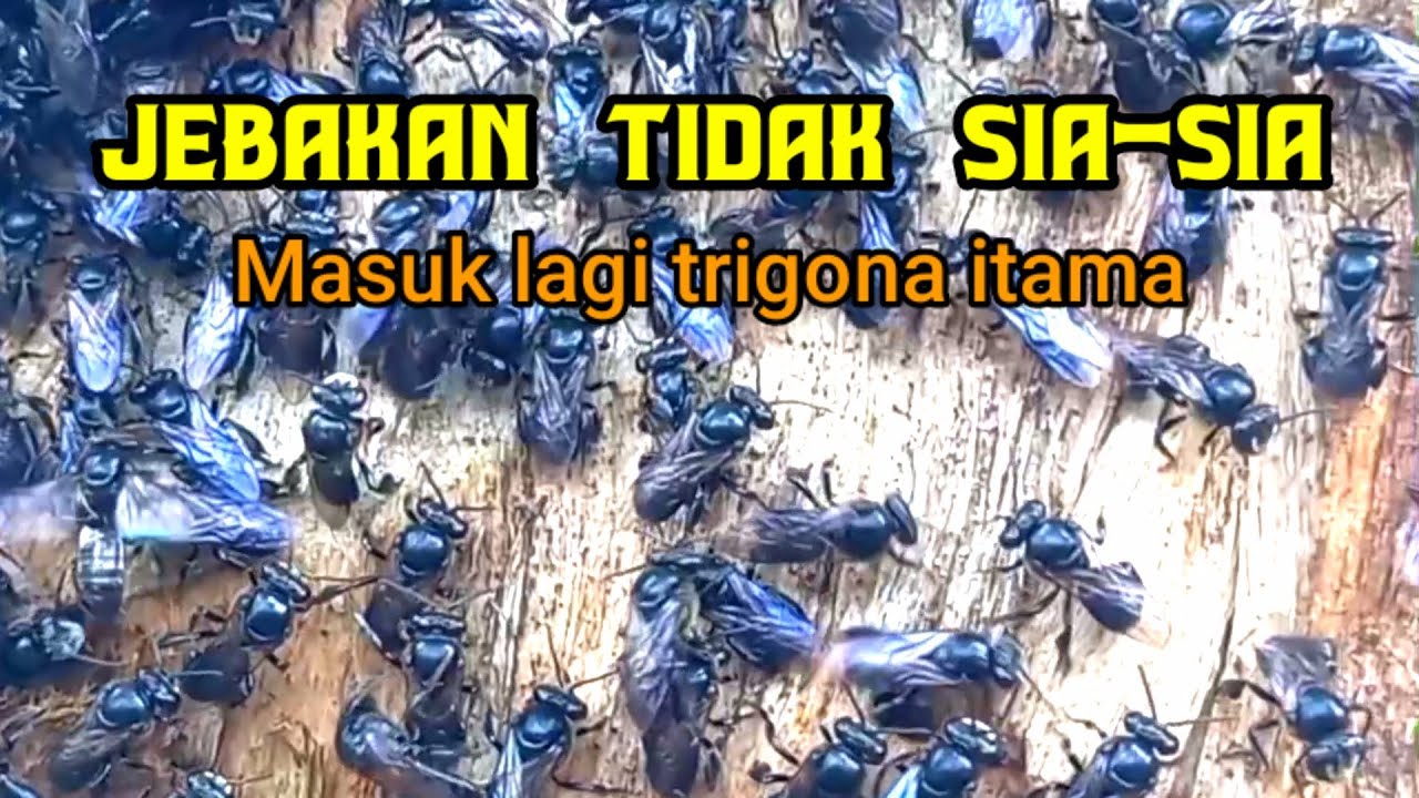 Hasil jebakan lebah madu jenis trigona itama.#bee #lebah #trigona #beekeeping