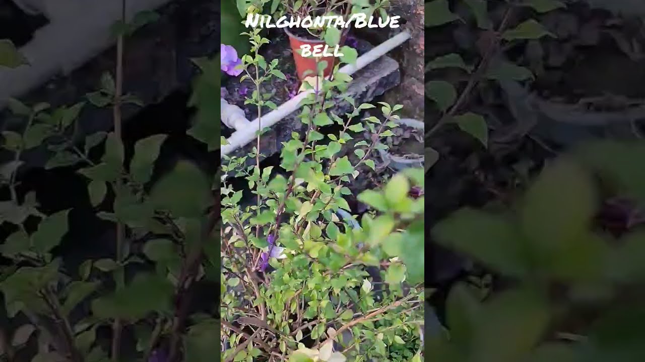 Nilghonta/ Blue bell Flower plant#Blue flower