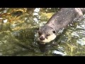 ツメナシカワウソお食事タイム(のいち動物公園) の動画、YouTube動画。