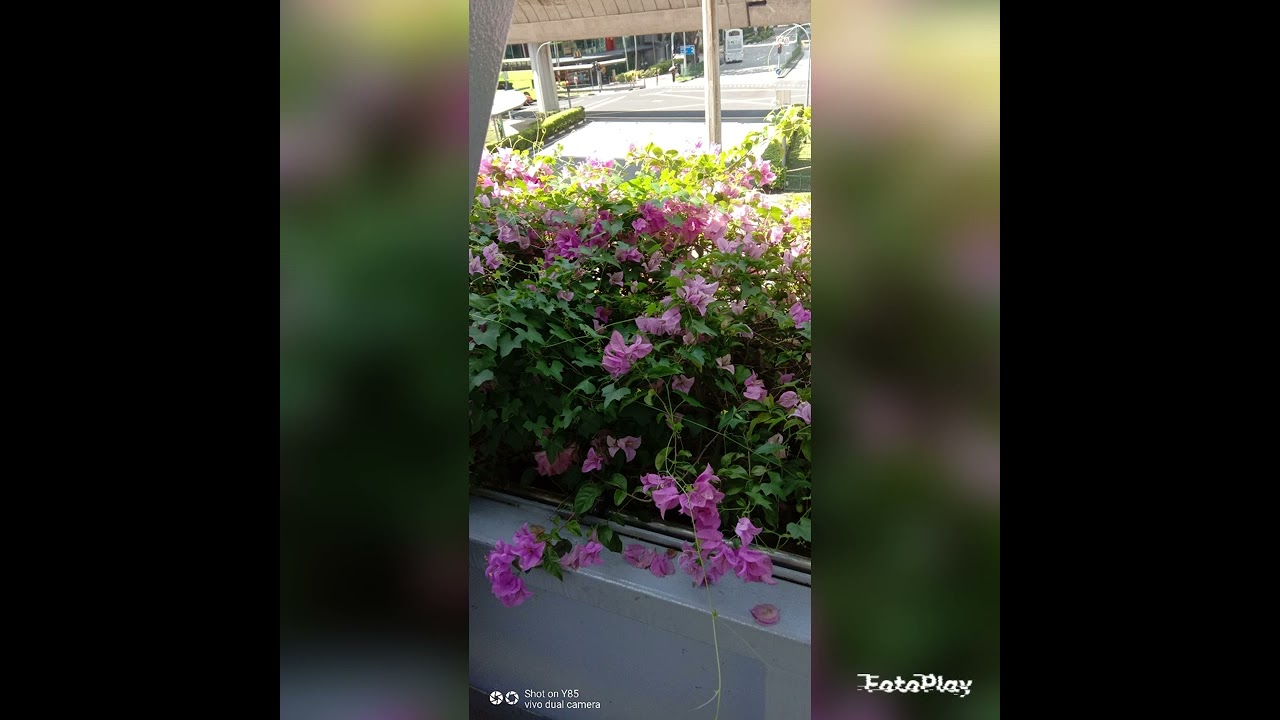 Clementi sheltered walk