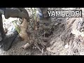 YAMADORI/山採り 【イヌガヤ】 ♯690