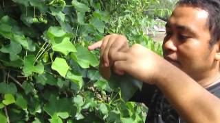 How touchable bubbles were invented - Gili Meno - part 1