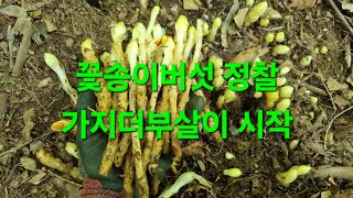 꽃송이버섯 #정찰산행 #가지더부살이
