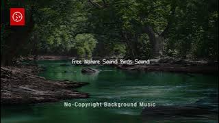 Forest Creek Noise And Singing Birds   Orange Free Sounds #copyrightfreemusic https://rb.gy/hf606x