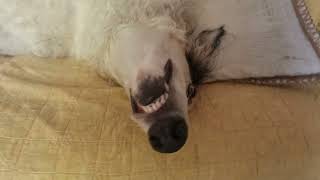 Happy December from Arlo the Borzoi dog!!! by Angie and Arlo the Borzoi ADVENTURES 939 views 5 months ago 56 seconds