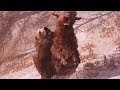 Brown Bear - All prey hunting animation in SLOW MOTION