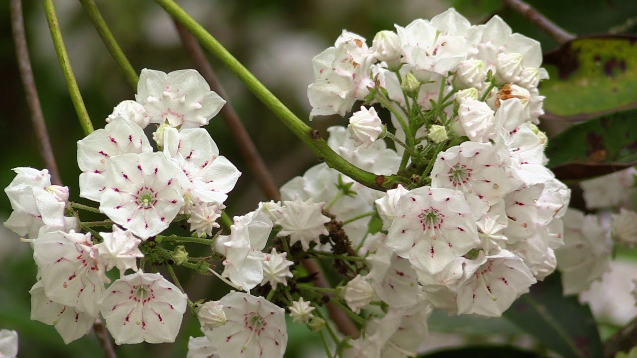 Medoc Mountain State Park