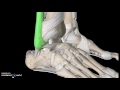 Foot Anatomy Tutorial (Ligaments)