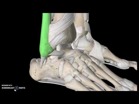 Video: Calcaneofibulaire Ligament Anatomie, Functie En Diagram - Lichaamskaarten