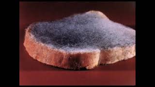 SPORE FORMATION ( ASEXUAL REPRODUCTION)