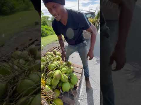 40 Types of Coconut? Coconuts Mountain in Barbados 🇧🇧 #shorts