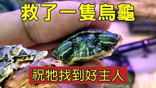 救了一隻小烏龜斑龜就是長尾龜|【雙Q烏龜成長日記】