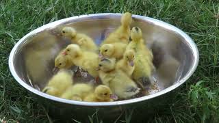 Team baby ducks swimming and eating feed