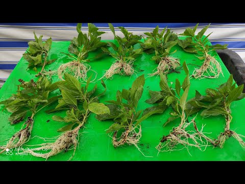 Cách trồng Rau Quế bằng cành non , rau ra rễ tốt | Khoa Hien  345 | Foci
