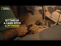 Sitting in a Cage with a Python! | Snakes SOS: Goa’s Wildest | National Geographic