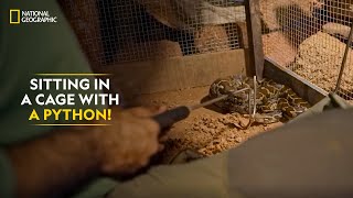 Sitting in a Cage with a Python! | Snakes SOS: Goa’s Wildest | National Geographic