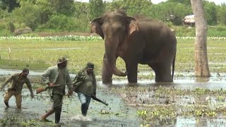 The wounded wild elephant treated by wildlife officers.