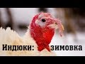 Зима. Индюки // Из города в деревню