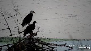 Mississippi River Flyway Cam. Early morning with Eagles and nosey Cranes - explore.org 09-11-2021