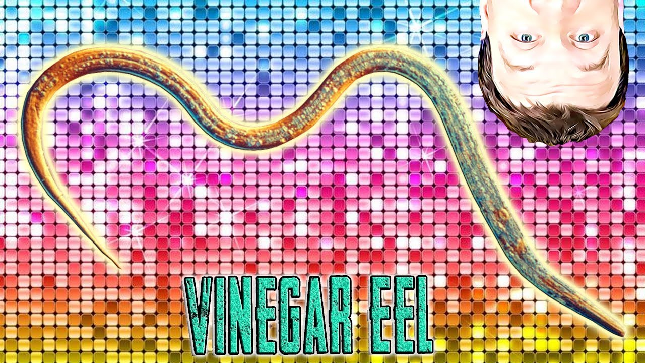 Aquarium Micro Foods Vinegar Eels Fish Food for the Fish Room YouTube